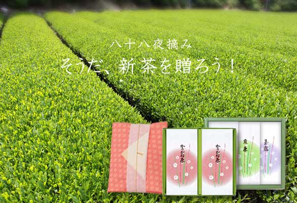 新茶ギフト