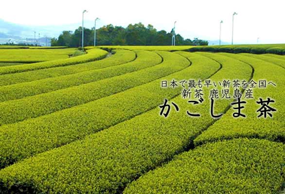 鹿児島茶