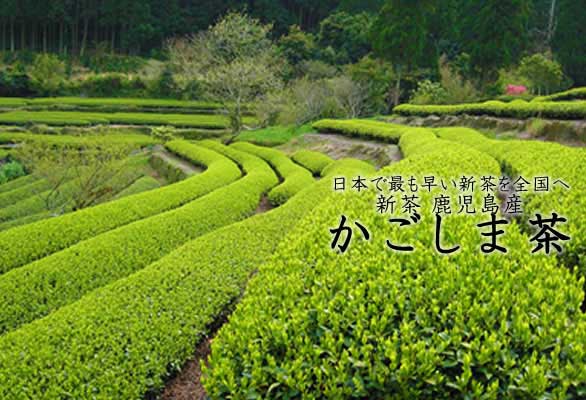 鹿児島茶